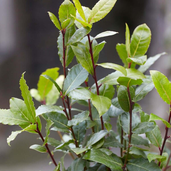 Laurus Nobilis - Küchenlorbeer - Strauch - Immergrün – ⌀15 cm - ↕30-45 cm