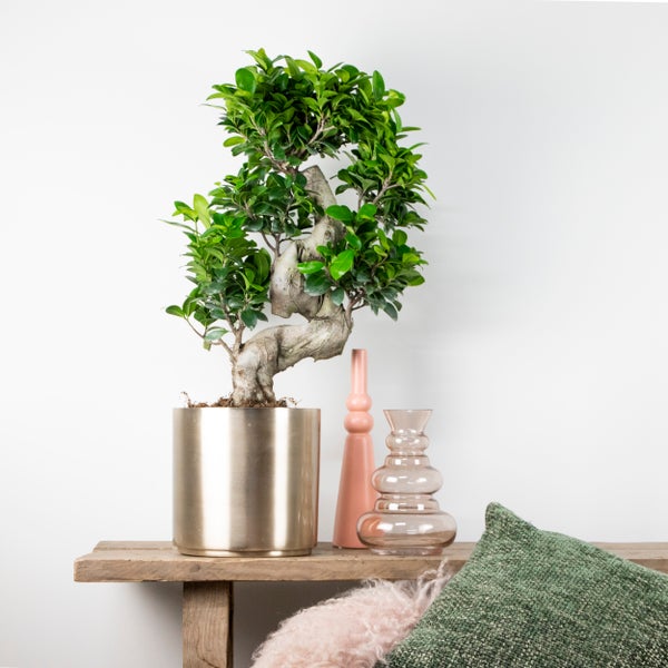 Bloomique - 2er Set - Ficus Ginseng - S-Shape - Bonsai Baum - Zimmerpflanzen - Pflegeleicht - Luftreinigend - Höhe 30-40 cm - Topf 17 cm