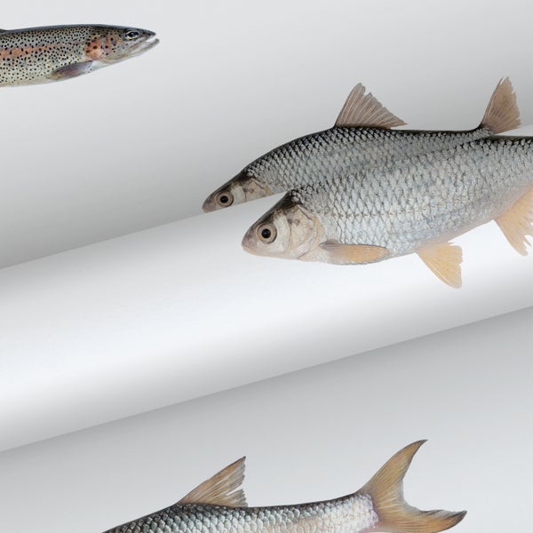 ESTAhome Tapete Fische Grau - 50 x 900 cm - 139362