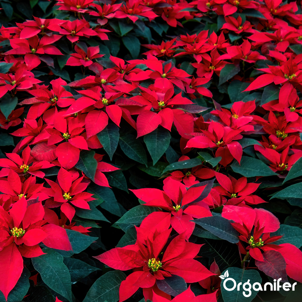 Nahaufnahme von roten Weihnachtssternen mit dunkelgrünen Blättern. Organifer Logo.