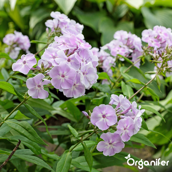 Vorher-Nachher-Vergleich einer Phlox-Pflanze mit Mangelerscheinungen vor und gesundem Wachstum mit Blüten nach Anwendung von Organifer. Organifer Logo.