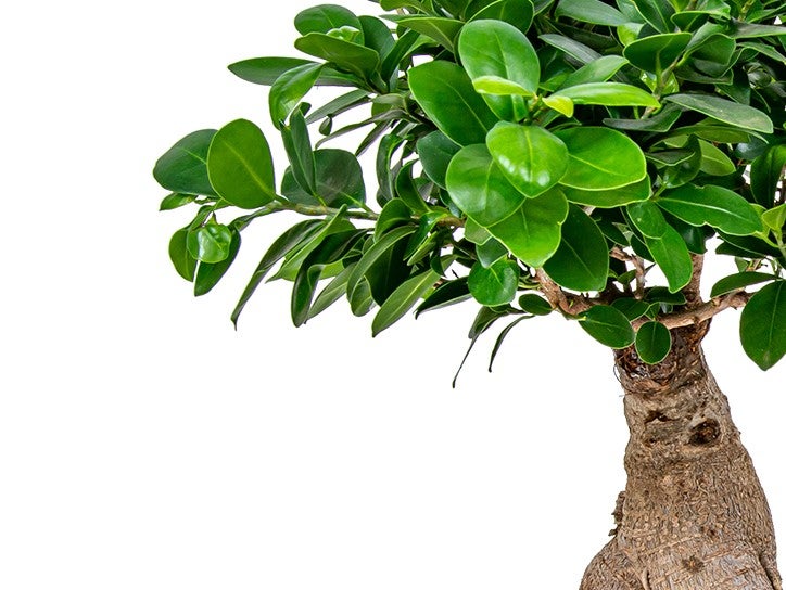 Bonsai-Baum | Ficus 'Ginseng' pro Stück - Zimmerpflanzen im Angelegentopf cm20 cm - ↕40 cm