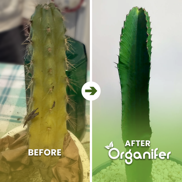 Vorher-Nachher-Vergleich eines Kaktus mit Organifer Dünger. Links ein ungesunder Kaktus, rechts ein gesunder Kaktus. Organifer Logo.