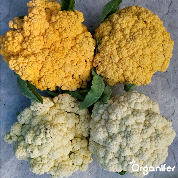 Zwei weiße und zwei orangefarbene Blumenkohlköpfe mit grünen Blättern. Organifer Logo.