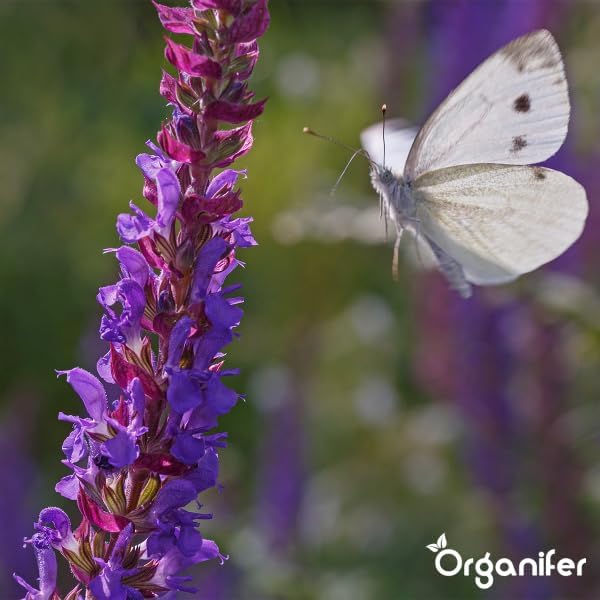 Ein weißer Schmetterling mit schwarzen Punkten fliegt zu einer violetten Blütenkerze. Organifer Logo.