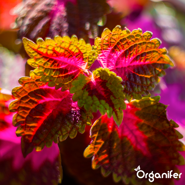 Organifer Mandevilla Dünger im Vergleich zu anderen Produkten, Vorteile wie üppige Blüten, Hitzetoleranz und vinassefreie Formel. Organifer Logo.