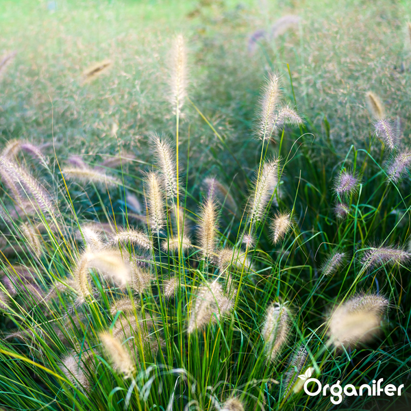 Lampenputzergras mit flauschigen Blütenständen und schmalen Halmen in einem hellen Garten, Organifer Logo.