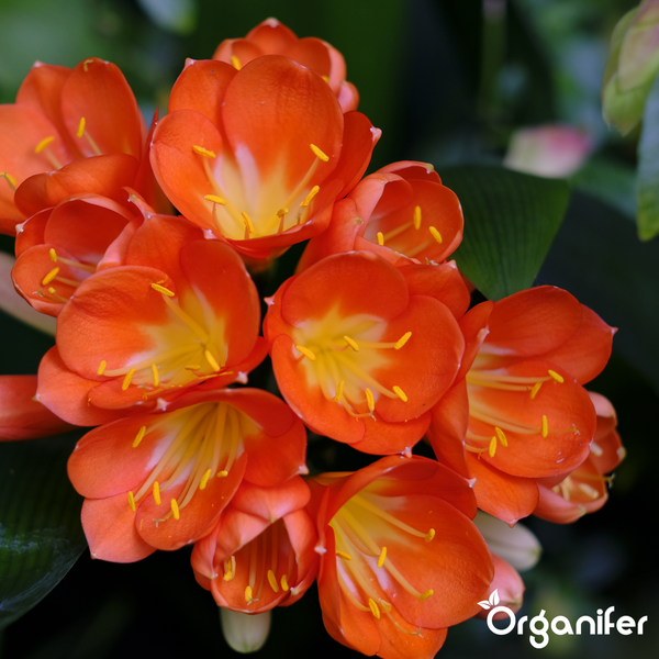 Clivia miniata mit orangefarbenen Blüten und gelber Mitte, grüne Blätter, Organifer Logo.
