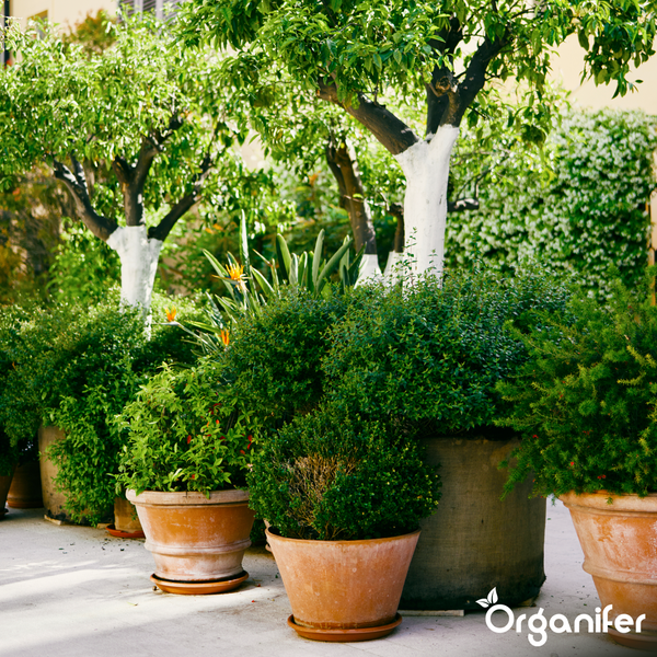 Mediterraner Garten mit verschiedenen Pflanzen und Sträuchern in Terrakotta-Töpfen. Im Hintergrund Bäume mit gekalkten Stämmen. Organifer Logo.