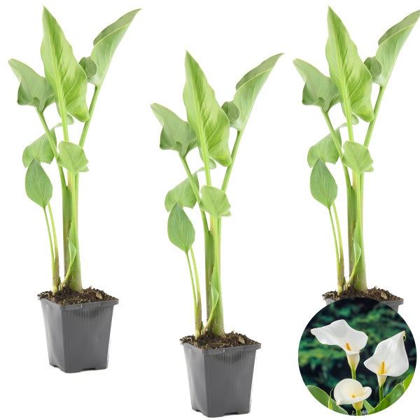Illustration verschiedener Teichzonen mit Pflanzen in unterschiedlichen Tiefen
