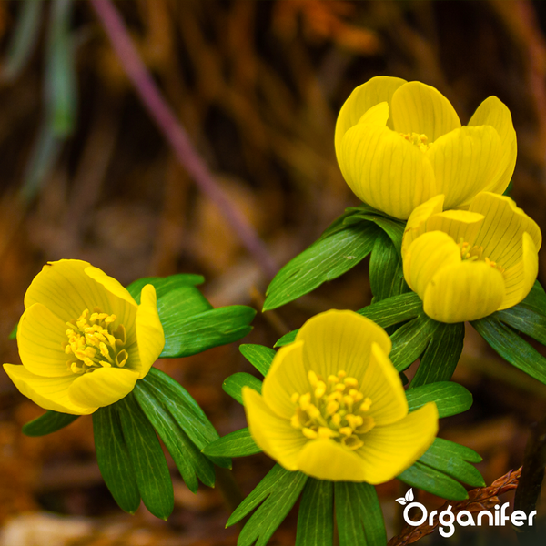 Winterlinge Eranthis hyemalis mit gelben Blüten und grünen Blättern. Organifer Logo.