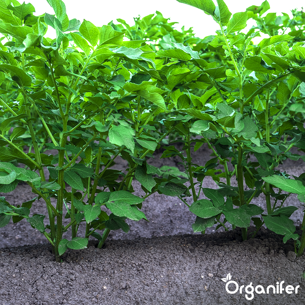 Detailansicht eines Teppichs mit gemustertem Design und eingefasstem Rand