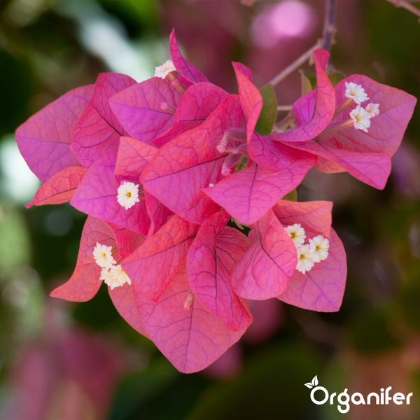 Nahaufnahme einer Bougainvillea-Pflanze mit rosa Hochblättern und kleinen weißen Blüten. Organifer Logo.