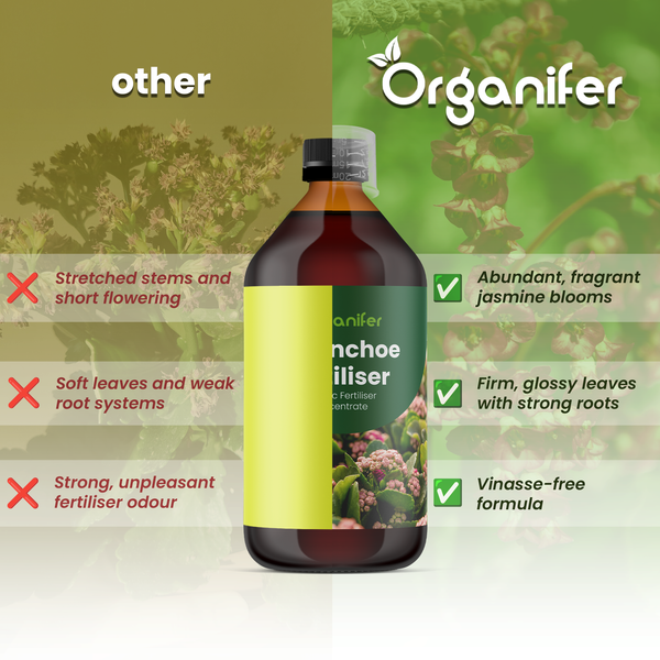 Organifer Kalanchoe-Dünger Konzentrat im Vergleich zu herkömmlichen Düngemitteln für verbessertes Wachstum, starke Wurzeln und üppige Blüten.
