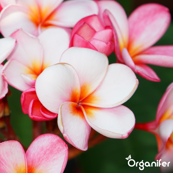 Nahaufnahme von Frangipani-Blüten mit Organifer Logo.
