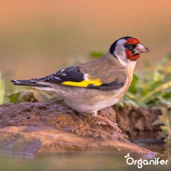 Vogelfutter für Gartenvögel – Hochenergie, Kein Abfall, Keine Keimung (10 kg) - Organifer
