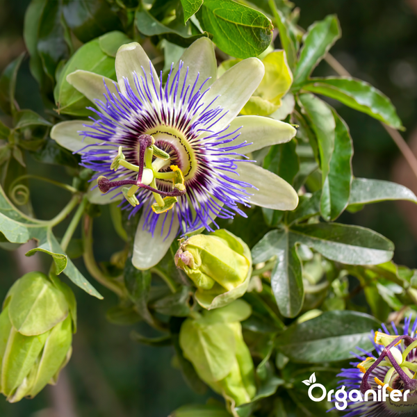 Passionsblume in Blüte mit grünen Blättern und Knospen, Organifer Logo.