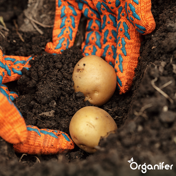 Tragbare Motorradrampe aus Aluminium mit breiter Auffahrfläche zum Verladen von Motorrädern.