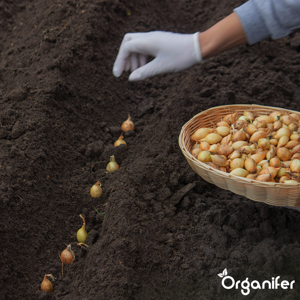 Eine Gruppe Schalotten auf weißem Hintergrund.