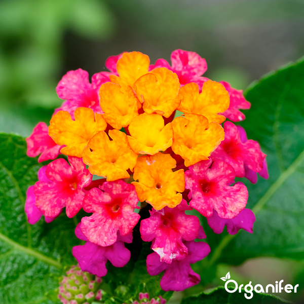 Nahaufnahme eines Wandelröschens mit orangefarbenen und pinkfarbenen Blüten vor grünen Blättern. Organifer Logo.