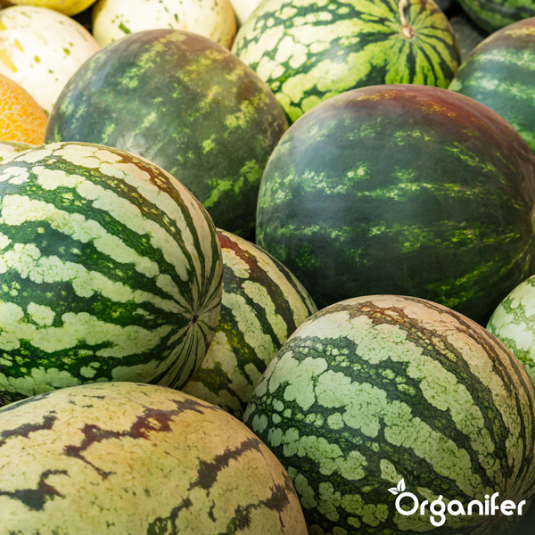 Verschiedene Wassermelonen mit gestreifter und glatter Schale, Organifer Logo.