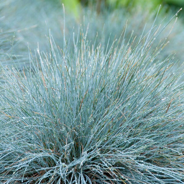 Bloomique - 3er-Set - Festuca Glauca Compacta Blue - Blau-Schwingel - Schaf-Schwingel - Ziergras - Gartenpflanzen - Winterhart - Höhe 20-30 cm - Topf 10,5 cm