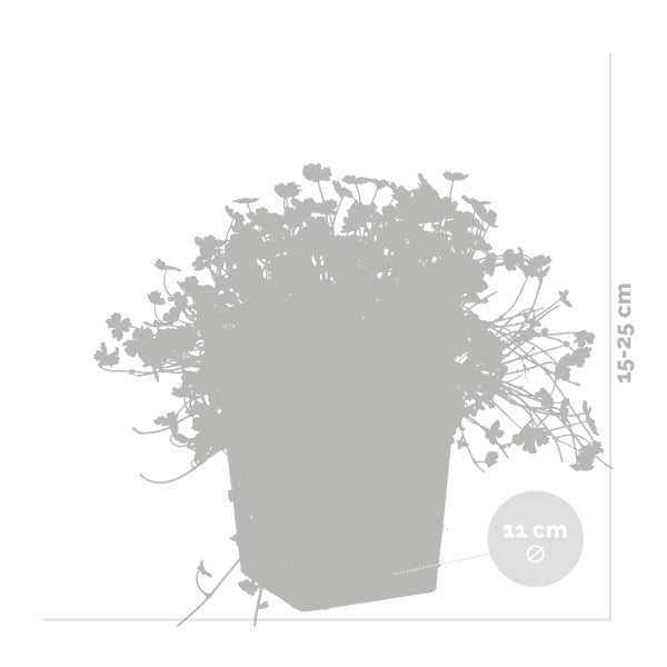 Hydrocotyle Variegata – Bunte Wassernabel – Pflegeleicht – Zone 1t/m5 – ⌀11cm - ↕15-25 cm