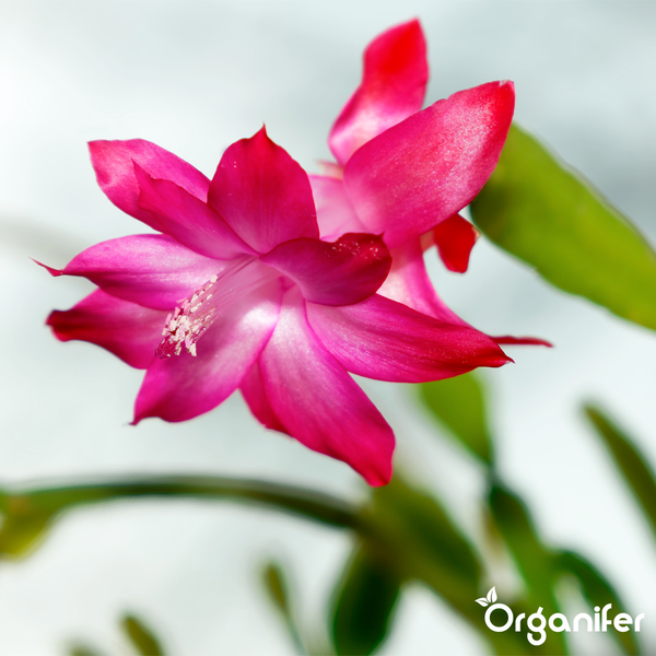 Blühender Weihnachtskaktus Schlumbergera mit pinkfarbener Blüte und grünen Blättern. Organifer Logo.