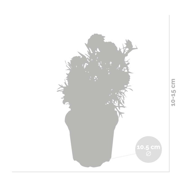 Bloomique - 6er-Set - Argyranthemum - Strauchmargerite - Sommermargerite - Gartenpflanzen - 15-25 cm Hoch - Topf 10,5 cm