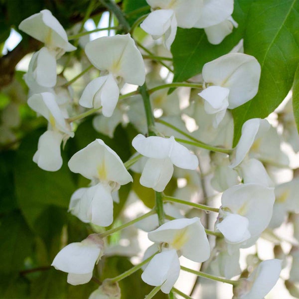 Bloomique - Wisteria Floribunda Alba - Blauregen Kletterpflanze - Weiß - Kletterpflanzen - Gartenpflanzen - Winterhart - 50-70 cm Hoch - Topf 15 cm