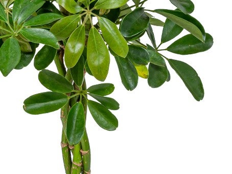 Schefflera 'Arboricola' | Fingerpflanze je - Zimmerpflanze im Kinderzimmertopf cm19 cm - ↕70-80 cm