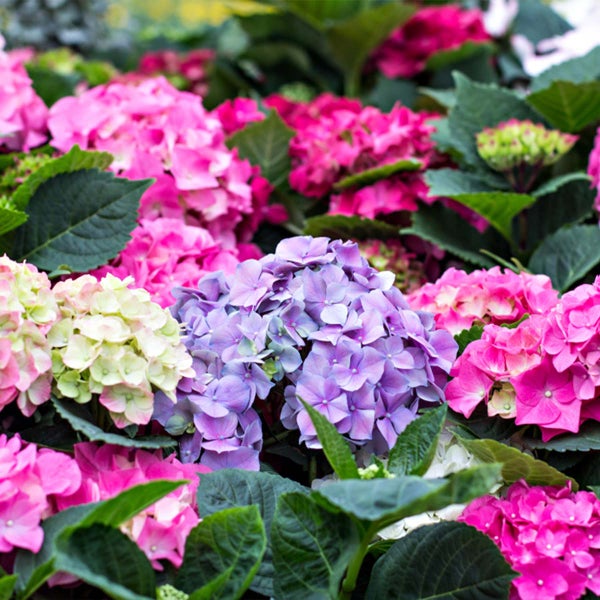 3x Hydrangea Macrophylla Mix – Hydrangea – Strauch – Winterheart – ⌀14 cm – ↕30-40 cm