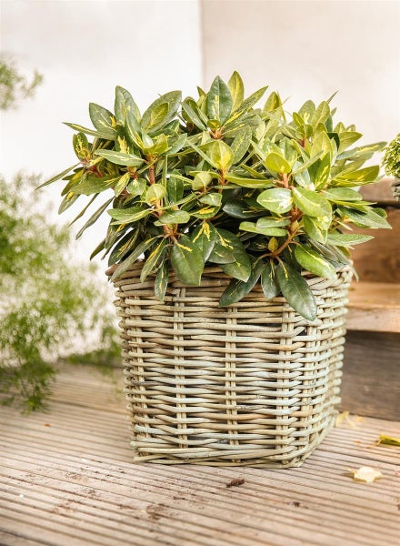 Dekoleidenschaft Pflanzkorb Koboo Grey aus Rattan, quadratisch, grau, groß, Blumentopf, Pflanzkübel, Pflanztopf für Draußen, Blumenkübel