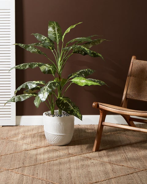 Dekorative Zimmerpflanze in einem weißen Pflanzgefäß neben einem Holzstuhl und einem Teppich