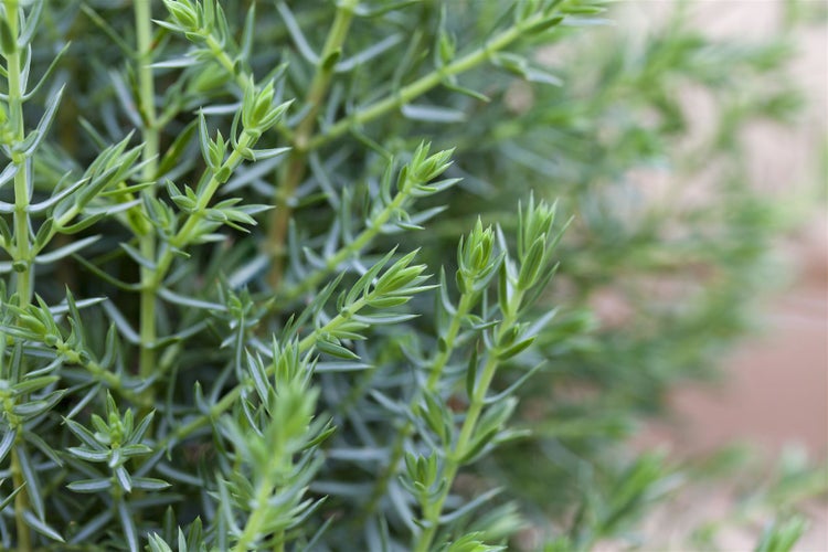 Juniperus communis 'Arnold', Wacholder, 30–40 cm