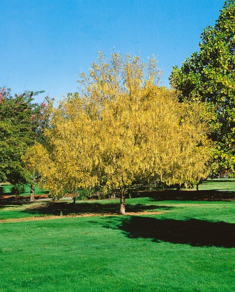 Gelb blühender Baum auf einer Rasenfläche