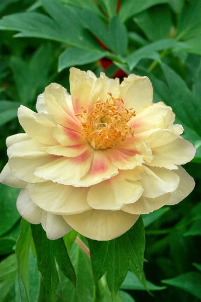 Paeonia 'Bartzella', Pfingstrose, gelb, 5-7,5 Liter Container