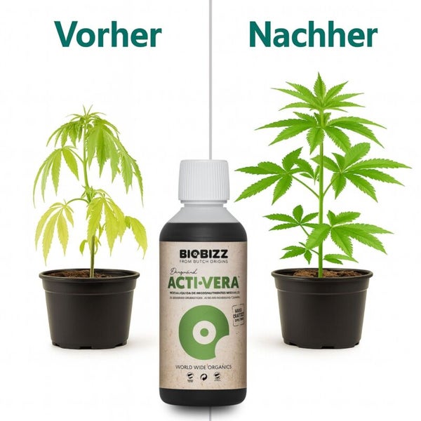 Biobizz Acti-Vera Pflanzenhilfsmittel im Vorher-Nachher-Vergleich an einer Pflanze im Topf.