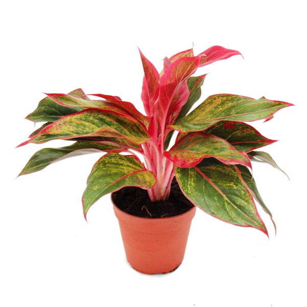 Buntblättriger Kolbenfaden - Set aus 3 versch. Deluxe Pflanzen - Aglaonema 12cm