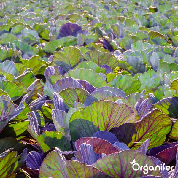 Feld mit Rotkohlpflanzen