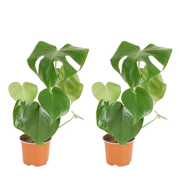 Bloomique - 2er Set - Monstera Deliciosa - Fensterblatt - Zimmerpflanzen - Pflegeleicht - Luftreinigend - Höhe 30-40 cm - Topf 12 cm