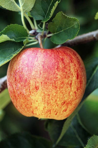 Malus 'Ontario', Apfelbaum, 150–200 cm, robust und ertragreich