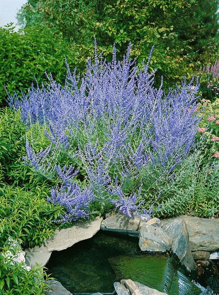 Perovskia atriplicifolia 'Blue Spire', Silberstrauch, blau, 40–60 cm