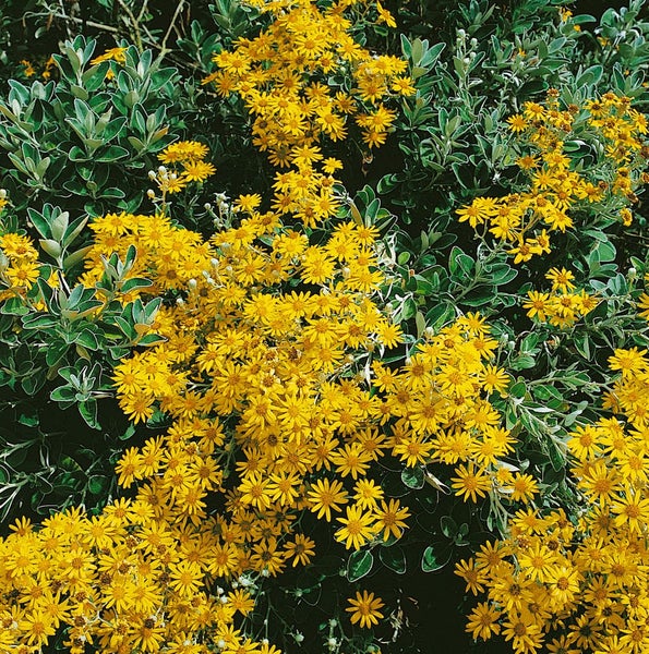 Senecio doria, ca. 9x9 cm Topf, robust und pflegeleicht