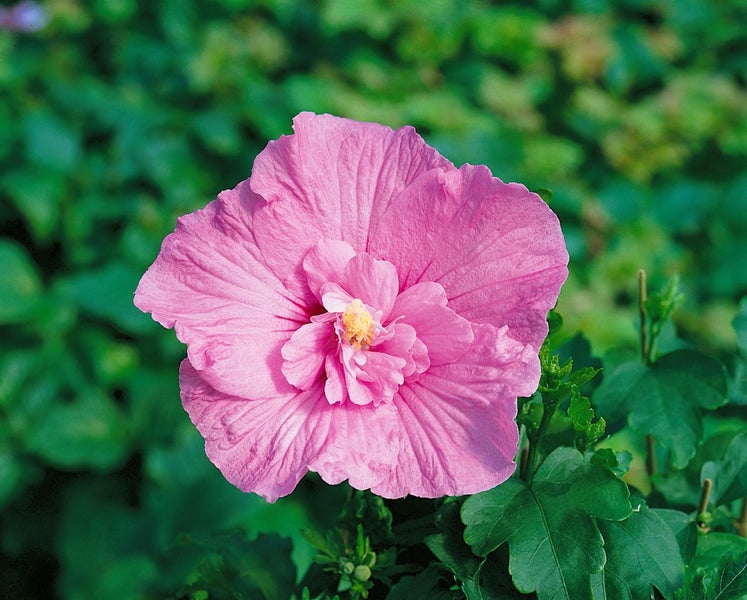 Hibiscus syriacus 'Lavender Chiffon', Roseneibisch, lavendel, 40–60 cm