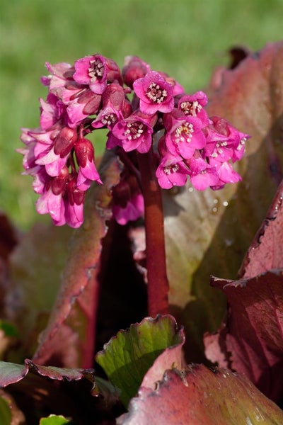 Bergenia cordifolia 'Abendglocken', Riesensteinbrech, rosa, ca. 11x11 cm Topf