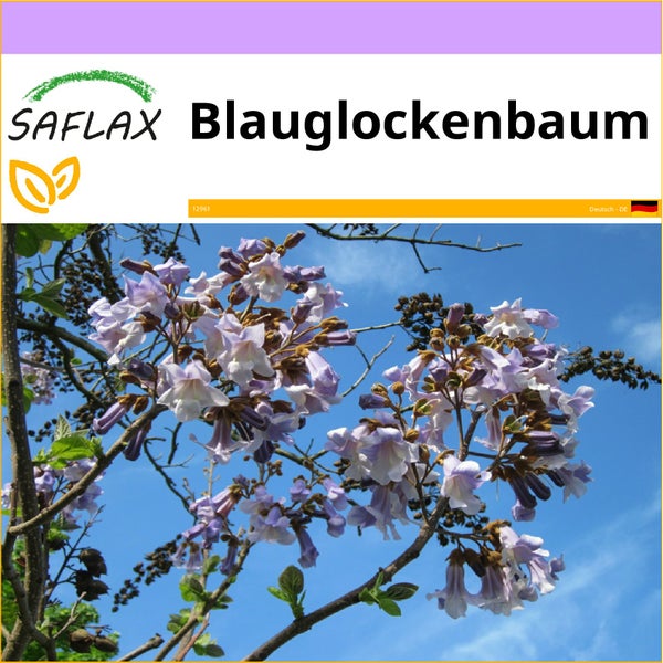 SAFLAX  - Blauglockenbaum - Paulownia tomentosa - 200 Samen