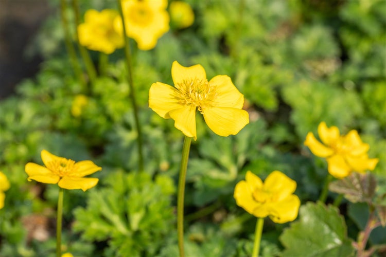 Trollius pumilus, Zwerg-Trollblume, gelb, ca. 9x9 cm Topf