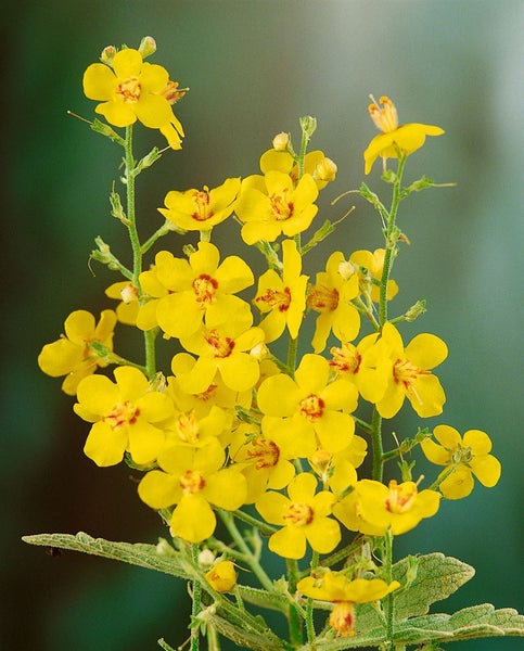 Verbascum densiflorum, Großblütige Königskerze, gelb, ca. 9x9 cm Topf