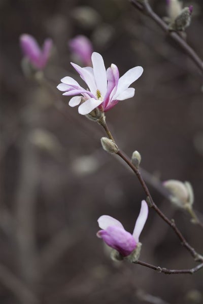 Magnolia soulangiana, Tulpen-Magnolie, 80–100 cm
